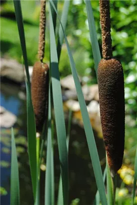 Breitblättriger Rohrkolben - Typha latifolia