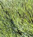 Breitblättriger Rohrkolben - Typha latifolia