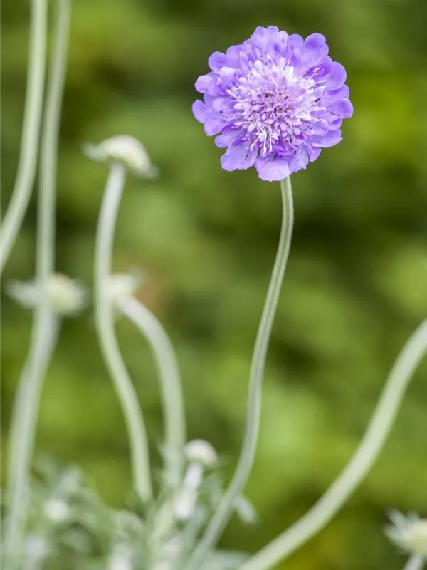 Scabiosa columbaria 'Butterfly Blue', GartenTaubenSkabiose Semper