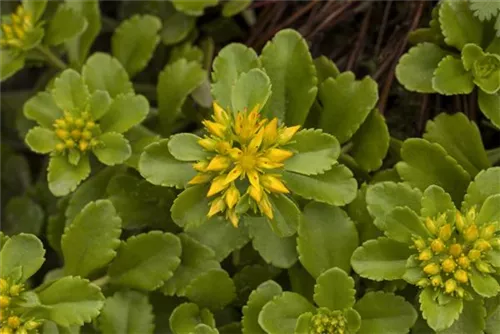 Reichblühendes Garten-Fettblatt - Sedum floriferum 'Weihenstephaner Gold'