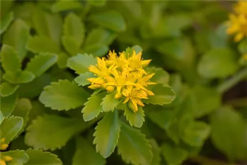 Reichblühendes Garten-Fettblatt - Sedum floriferum 'Weihenstephaner Gold'