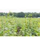 Rotbuche - Fagus sylvatica - Heckenpflanzen