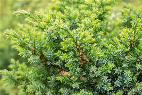Chin.Wacholder 'Blue Alps' - Juniperus chin.'Blue Alps' - Bonsai