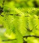 Chinesisches Rotholz - Metasequoia glyptostroboides