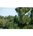 Zwerg-Silberkiefer - Pinus sylvestris 'Watereri' - Formgehölze