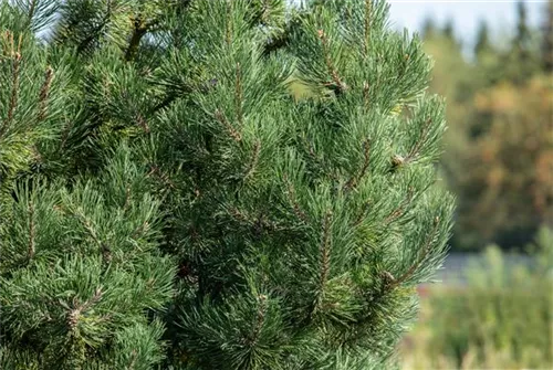 Zwerg-Silberkiefer - Pinus sylvestris 'Watereri' - Formgehölze