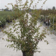 Acer palmatum - Ziergehölze, C 12 100- 125