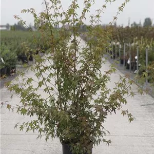 Acer palmatum - Ziergeh&#246;lze