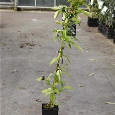 Clematis montana 'Grandiflora', C 2 80- 100