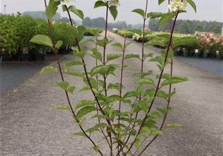 Hydrangea paniculata 'Fraise Melba' - 