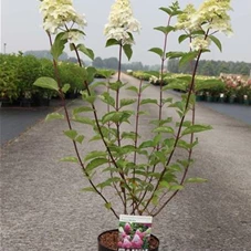 Hydrangea paniculata 'Fraise Melba', C 3,6 30- 40