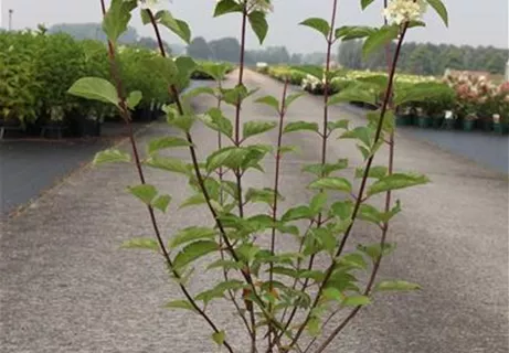 Hydrangea paniculata 'Fraise Melba' - 