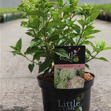 Hydrangea paniculata 'Little Lime', C 3,6 30- 40