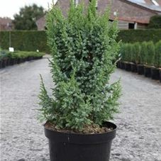 Juniperus squamata 'Loderi', C 7,5 40- 50