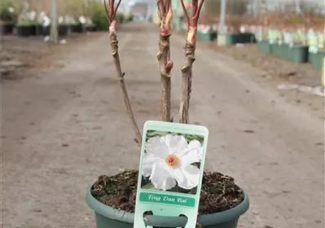 Paeonia suffruticosa 'Feng dan Bai weiß halbgefüll - Baum-Pfingstrose