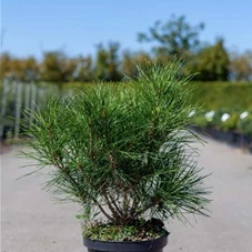Pinus densiflora 'Alice Verkade', C 4 30- +