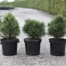 Pinus mugo 'Mops', C 4 20- 25