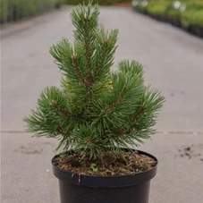 Pinus mugo 'Mumpitz', C 5 25- +