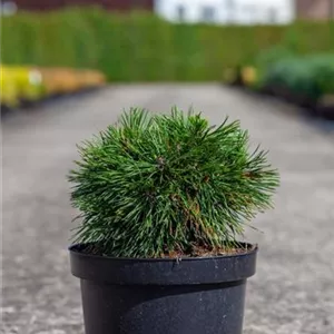 Pinus mugo &#39;Varella&#39;