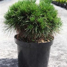 Pinus mugo 'Varella', C 7,5 30- 40