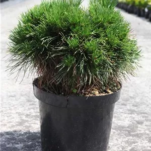 Pinus mugo &#39;Varella&#39;