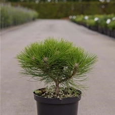 Pinus nigra 'Marie Bregeon' -R-, C 4 20- 25