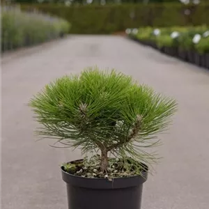 Pinus nigra &#39;Marie Bregeon&#39; -R-