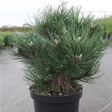 Pinus nigra 'Nana', C 7,5 30- +