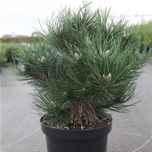 Pinus nigra &#39;Nana&#39;