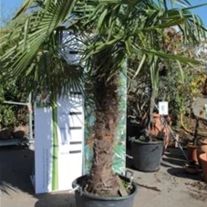 Trachycarpus fortunei, C 110 Sth. 140-160 200- 250