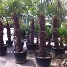 Trachycarpus fortunei, C 110 Sth. 120-140 200- 250