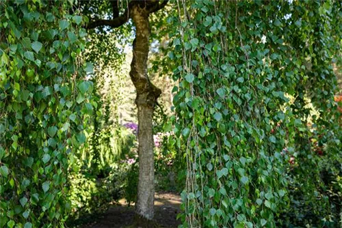 Hängebirke 'Tristis' - Betula pendula 'Tristis'