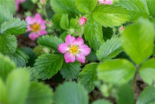 Garten-Monats-Erdbeere - Fragaria vesca var.semp. 'Alexandria'
