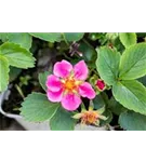 Garten-Zier-Erdbeere - Fragaria x ananassa 'Lipstick Red' -R-