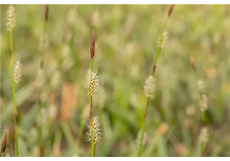 Carex montana - Berg-Segge