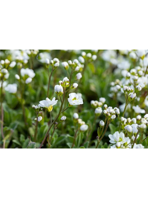Arabis caucasica 'Plena', GartenGänsekresse Semper Verde