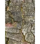 Rosskastanie - Aesculus hippocastanum