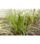 Immergrüne Breitblatt-Segge - Carex plantaginea