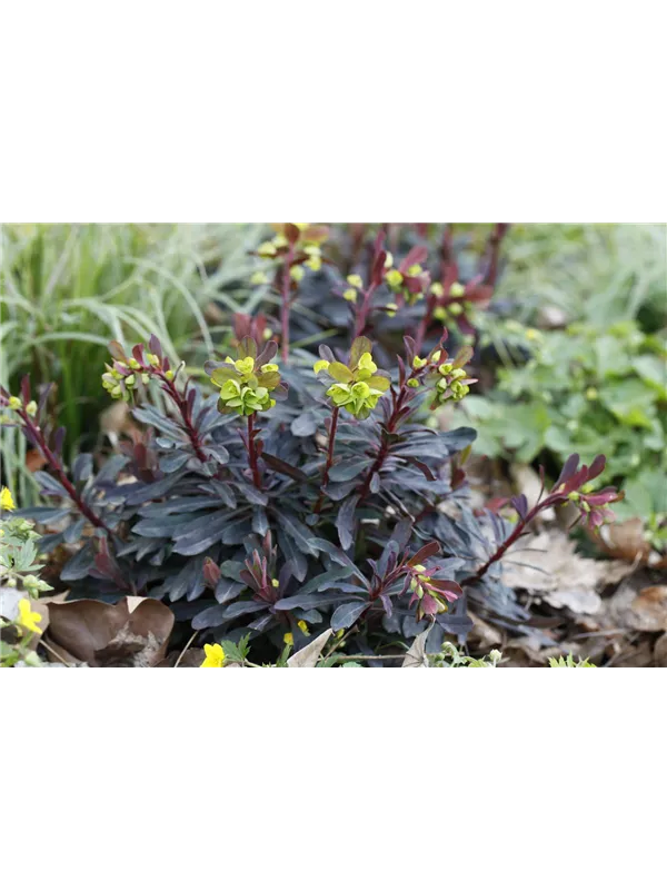 Euphorbia amygdaloides 'Purpurea', Mandelblättrige GartenWolfsmilch
