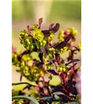 Süße Garten-Wolfsmilch - Euphorbia dulcis 'Chameleon'