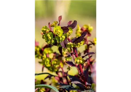 Euphorbia dulcis 'Chameleon' - Süße Garten-Wolfsmilch