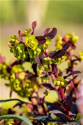 Süße Garten-Wolfsmilch - Euphorbia dulcis 'Chameleon'