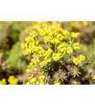 Garten-Zypressen-Wolfsmilch - Euphorbia cyparissias 'Fens Ruby'
