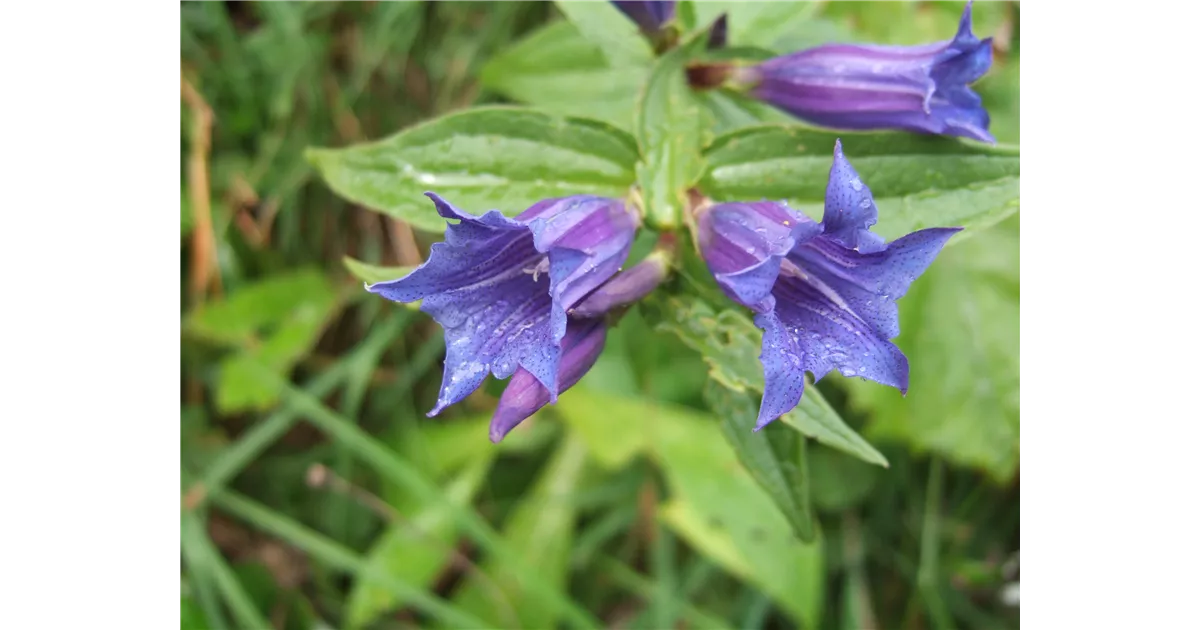 Gentiana septemfida var.lagodechiana, KaukasusEnzian Semper Verde