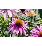 Garten-Scheinsonnenhut - Echinacea purpurea 'Kim's Knee High' -R-