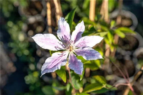 Waldrebe 'Nelly Moser' - Clematis 'Nelly Moser'