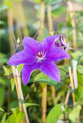 Waldrebe 'The President' - Clematis 'The President'