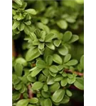 Kleinblättrige Kriechmispel - Cotoneaster dammeri 'Frieder's Evergreen'