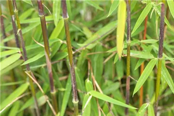 Phyllostachys/Hoher Bambus