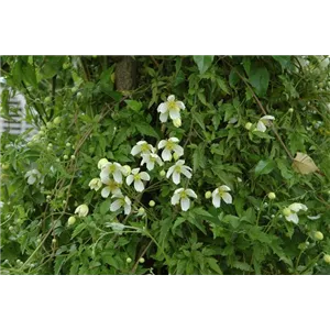 Clematis montana &#39;Grandiflora&#39;